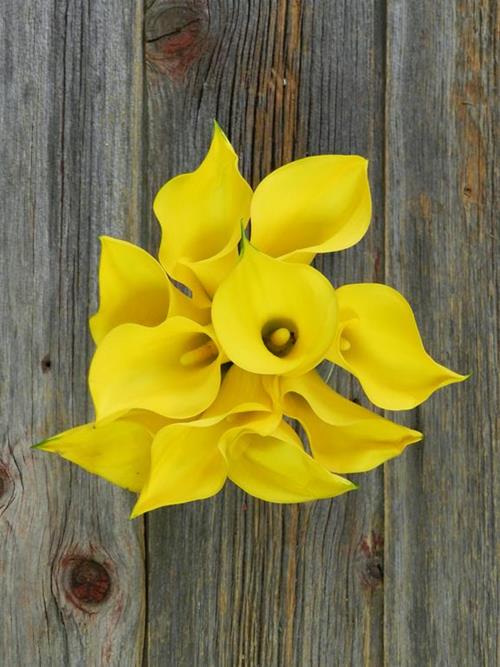 GOLD FLOREX 35CM YELLOW MINI CALLAS